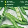 Ackerbohne (Vicia faba 'Frühe Weißkeimlinge') Samen