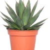 Agave (Agave 'Shaka Zulu') D 15 H 30 cm
