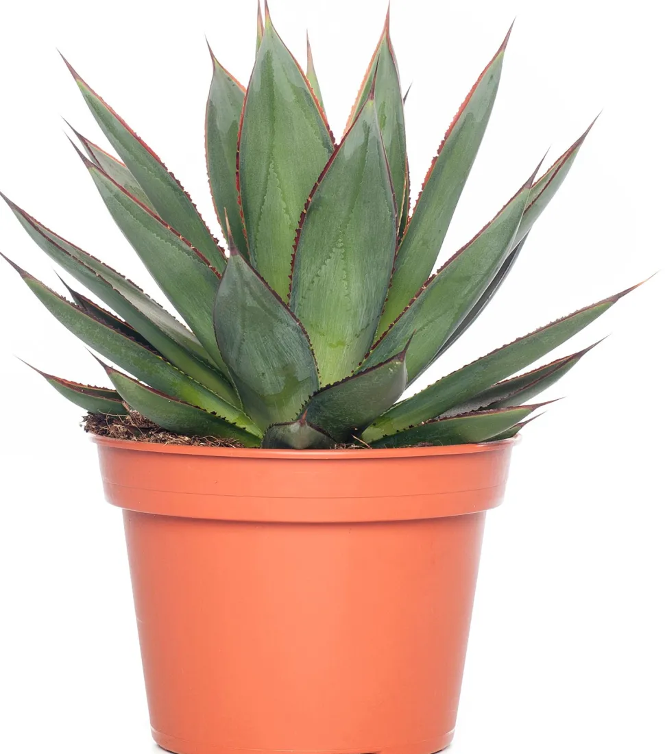 Agave (Agave 'Shaka Zulu') D 15 H 30 cm