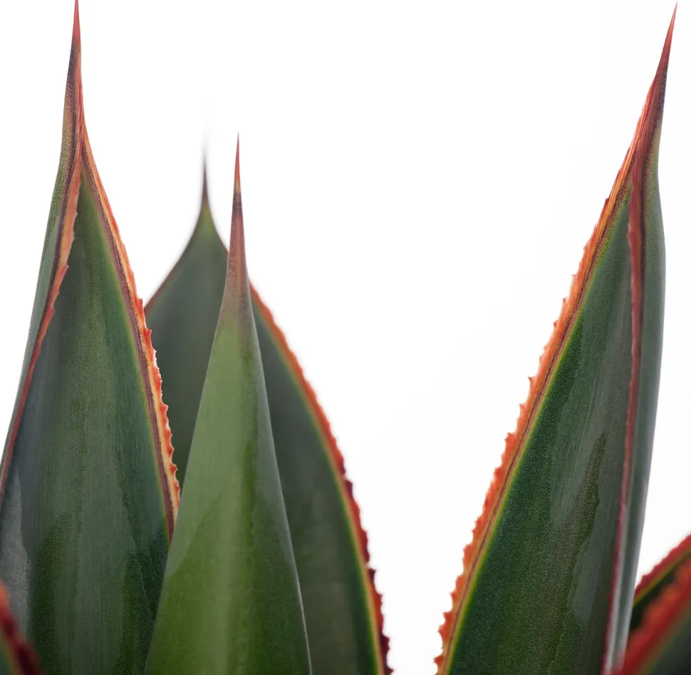 Agave (Agave 'Shaka Zulu') D 15 H 30 cm