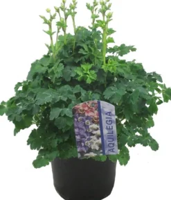 Akelei (Aquilegia vulgaris 'Winky Rose') D 19 H 45 cm