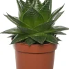 Aloe (Aloë aristata 'Cosmo') D 10,5 H 17 cm