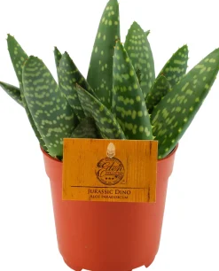 Aloe (Aloe 'Paradisicum') D 10,5 H 15 cm