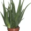 Aloe (Aloe vera) D 19 cm H 60 cm