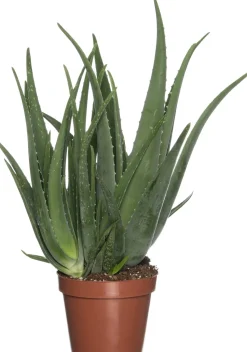 Aloe (Aloe vera) D 19 cm H 60 cm