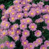 Alpen-Aster (Aster Alpinus Happy End)