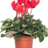 Alpenveilchen (Cyclamen), großblütig, rot D 13 cm