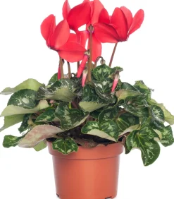 Alpenveilchen (Cyclamen), großblütig, rot D 13 cm