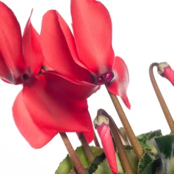 Alpenveilchen (Cyclamen), großblütig, rot D 13 cm