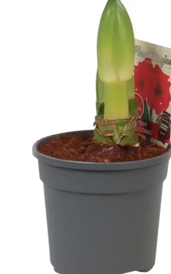 Amaryllis (Hippeastrum 'Merry Christmas') D 13 H 25 cm