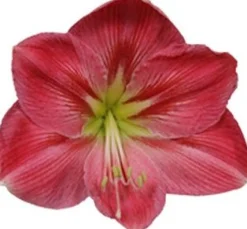 Amaryllis (Hippeastrum 'Sweet Pink') D 14 H 25 cm