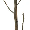 Amerikanischer Amberbaum (Liquidambar 'Slender Silhouet') D 29 H 220 cm