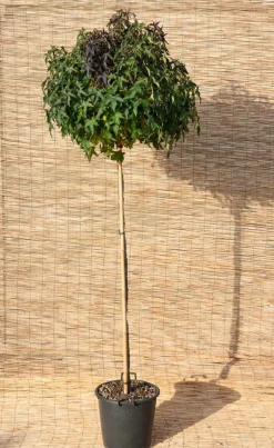 Amerikanischer Amberbaum (Liquidambar Styraciflua Gum Ball)