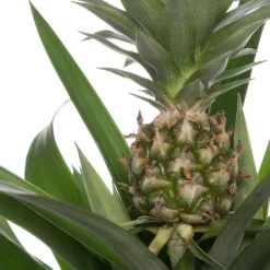 Ananaspflanze (Bromelia ananas 'Sol') D 12 H 45 cm