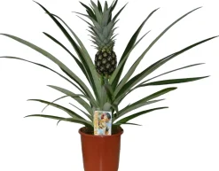 Ananasplant (Bromelia ananas 'Champaca') D 14 H 60 cm
