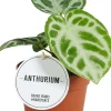 (Anthurium crystallinum 'Silver Blush') D 12 H 30 cm
