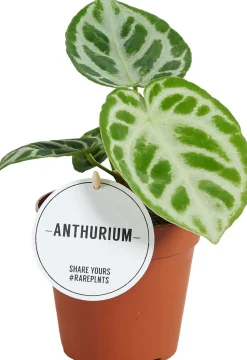 (Anthurium crystallinum 'Silver Blush') D 12 H 30 cm