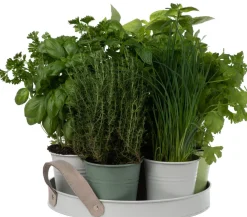 Anzucht-Set Küchenkräuter inkl. Tablett und Töpfchen