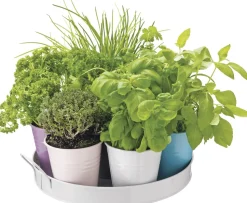 Anzucht-Set Küchenkräuter inkl. Tablett und Töpfchen