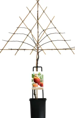 Apfelbaum Spalierform (Malus domestica 'Elstar') D 26 H 150 cm