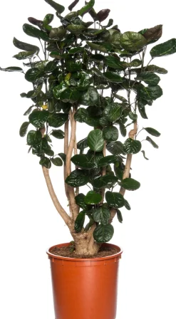 Aralie (Polyscias 'Fabian') D 27 H 150 cm