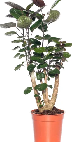 Aralie (Polyscias 'Fabian') D 19 H 65 cm