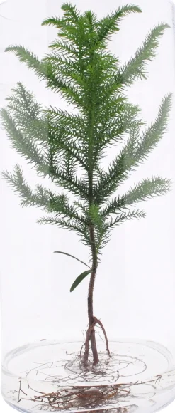 Arrangement Zimmertanne im Glas D 19 H 40 cm