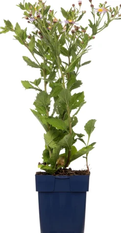 Aster (Aster ageratoides 'Asran') D 11 H 10 cm