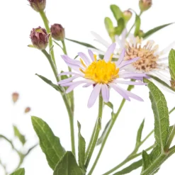 Aster (Aster ageratoides 'Asran') D 11 H 10 cm