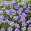 Aster ('Prof. Anton Kippenberg')