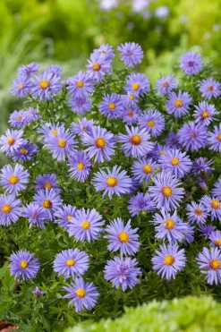 Aster ('Prof. Anton Kippenberg')
