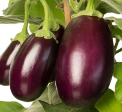 Aubergine (Solanum melongena) D 14 H 55 cm