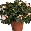 Azalee (Rhododendron simsii) D 14 cm H 45 cm