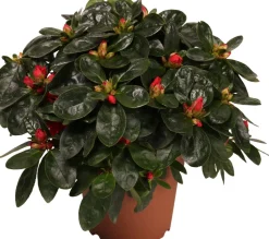 Azalee (Rhododendron simsii) D 14 cm H 45 cm