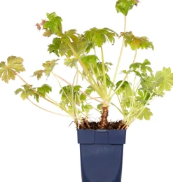 Balkan-Storchschnabel (Geranium macrorrhizum 'Czakor') D 11 cm