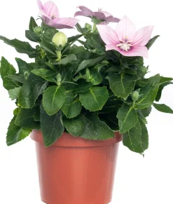 Ballonblume (Platycodon grandiflorus) D 12 H 25 cm