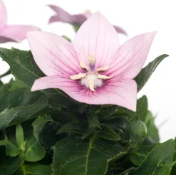 Ballonblume (Platycodon grandiflorus) D 12 H 25 cm