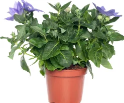 Ballonblume (Platycodon grandiflorus) D 12 H 25 cm