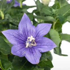 Ballonblume (Platycodon grandiflorus) D 12 H 25 cm