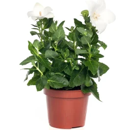 Ballonblume (Platycodon grandiflorus) D 12 H 25 cm