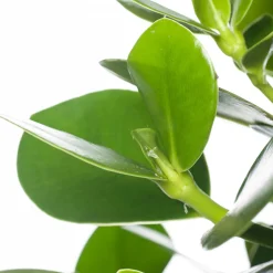 Balsamapfel (Clusia rosea 'Princess') D 17 H 55 cm