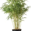 Bambus (Fargesia murieliae 'Simba') D 23 H 80 cm
