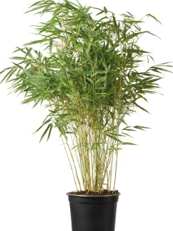 Bambus (Fargesia murieliae 'Simba') D 23 H 80 cm