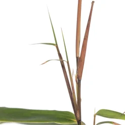 Bambus (Fargesia rufa) D 19 H 80 cm