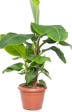 Bananenpflanze (Musa 'Dwarf Cavendish') D 35 H 130 cm