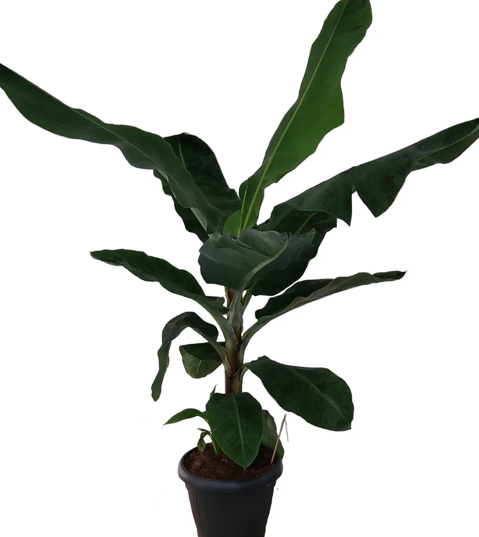 Bananenpflanze (Musa 'Dwarf Cavendish') D 35 H 130 cm