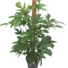 Baumfreund (Philodendron pedatum) D 21 H 100 cm