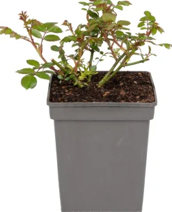 Beetrose (Rosa 'Bonica 82')