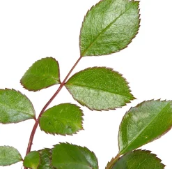 Beetrose (Rosa 'Bonica 82')