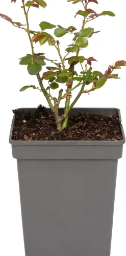 Beetrose (Rosa 'Nina Weibull')